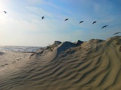 Padre Island National Seashore 