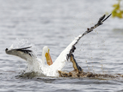 Merritt Island National Wildlife Refuge
