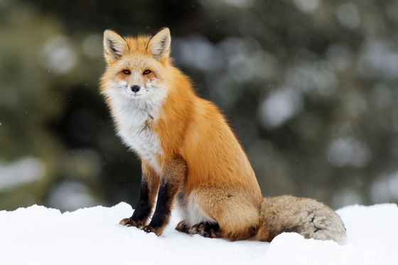Yellowstone National Park