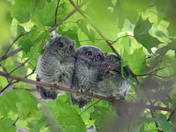 Three owlets