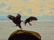 Bald Eagle Pair