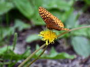 Collecting Dandelion Wine