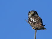 Northern Hawk Owl 