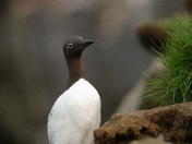 Common Murre
