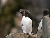Common Murre