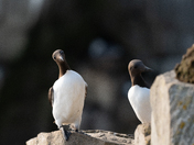 Common Murre
