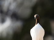 Common Murre