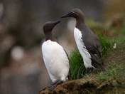 Common Murre
