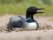 Nesting Common Loon