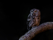 Eastern screech owl 