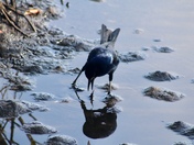 Merritt Island National Wildlife Refuge