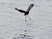 Merritt Island National Wildlife Refuge