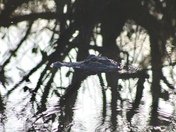 Merritt Island National Wildlife Refuge
