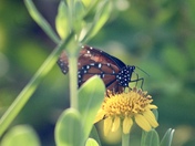 Merritt Island National Wildlife Refuge