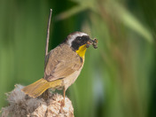 Mr. Common Yellowthroat