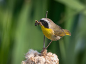 Mr. Common Yellowthroat