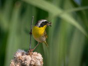 Mr. Common Yellowthroat