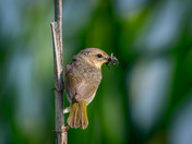 Mrs. Common Yellowthroat