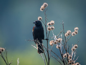 Red-winged Blackbird in Thistle