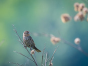Moody light on this female Red-winged Blackbird