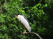 Sortie du 22 juin 2025 (today observations on the 22 th of June 2025)