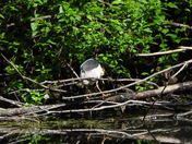 Sortie du 22 juin 2025 (today observations on the 22 th of June 2025)