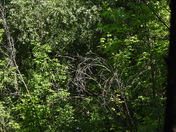 Sortie du 22 juin 2025 (today observations on the 22 th of June 2025)