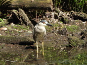 Sortie du 22 juin 2025 (today observations on the 22 th of June 2025)