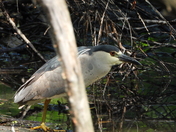 Sortie du 22 juin 2025 (today observations on the 22 th of June 2025)