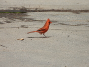 Sortie du 22 juin 2025 (today observations on the 22 th of June 2025)