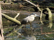 Sortie du 22 juin 2025 (today observations on the 22 th of June 2025)