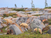 Polar family on the move near Churchill, Manitoba