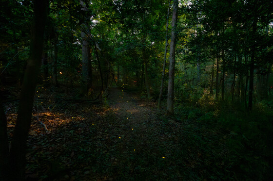 Congaree National Park