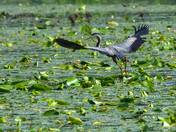 Blue Heron in Flight 