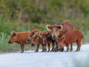 Merritt Island National Wildlife Refuge
