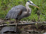 The Turtle and the Heron 