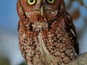 Merritt Island National Wildlife Refuge