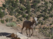 Grand Canyon National Park