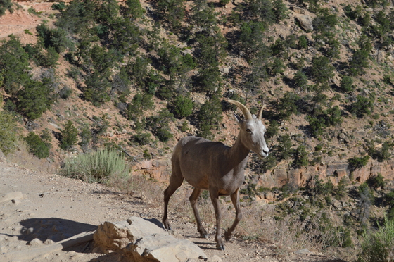 Grand Canyon National Park