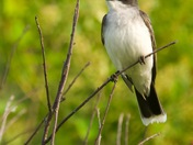 Eastern Kingbird in Cavendish