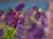 Savannah Sparrow in Lupins