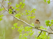 Cedar Waxwings in a tree