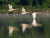 Trumpeter Swans in flight