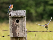 Eastern Bluebirds