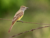 Great Crested Flycatcher
