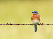 Eastern Bluebird
