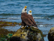 Eagle Pair