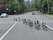Street gang in Chilliwack