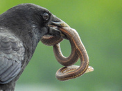 Crow with a snake