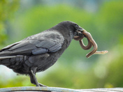 Crow with a snake